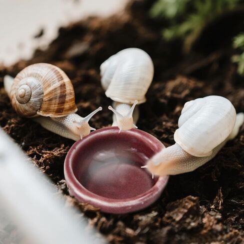 4 Pack Snails Feeding Dish Set for Land Snails, Snail Food and Water Bowl - Calcium Food Bowl & Water Tray, Mini Pet Supplies, Durable Snail Tiny Pet Dishes in Saudi Arabia