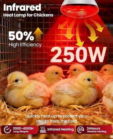 مصباح الحرارة بالأشعة تحت الحمراء للدجاج: لمبة المصباح الحراري الأحمر بقدرة 250 وات - مصابيح الإضاءة الحرارية لدجاج الحضانة والحيوانات الأليفة وخدمة طعام الزواحف والعلاج بالضوء في الحمام - مصابيح الإضاءة المتوهجة بالأشعة تحت الحمراء للدجاج - عبوة واحدة in Kuwait
