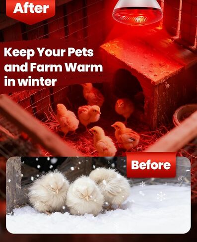 مصباح الحرارة بالأشعة تحت الحمراء للدجاج: لمبة المصباح الحراري الأحمر بقدرة 250 وات - مصابيح الإضاءة الحرارية لدجاج الحضانة والحيوانات الأليفة وخدمة طعام الزواحف والعلاج بالضوء في الحمام - مصابيح الإضاءة المتوهجة بالأشعة تحت الحمراء للدجاج - عبوة واحدة in Kuwait