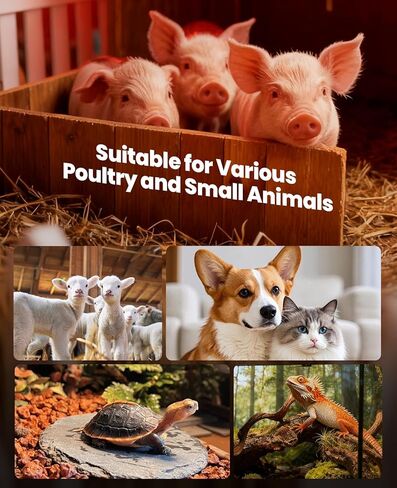 مصباح الحرارة بالأشعة تحت الحمراء للدجاج: لمبة المصباح الحراري الأحمر بقدرة 250 وات - مصابيح الإضاءة الحرارية لدجاج الحضانة والحيوانات الأليفة وخدمة طعام الزواحف والعلاج بالضوء في الحمام - مصابيح الإضاءة المتوهجة بالأشعة تحت الحمراء للدجاج - عبوة واحدة in Kuwait