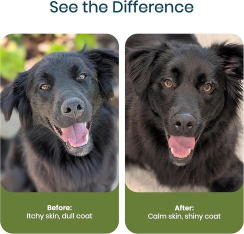 معزز صحة الجلد والمعطف - زيت سلمون ألاسكا البري للكلاب، مكمل زيت السمك أوميجا 3 السائل مع الأحماض الدهنية EPA وDHA للمعطف، وتخفيف حكة الجلد الجاف، والتساقط، والمفاصل، 8 أونصة in Kuwait