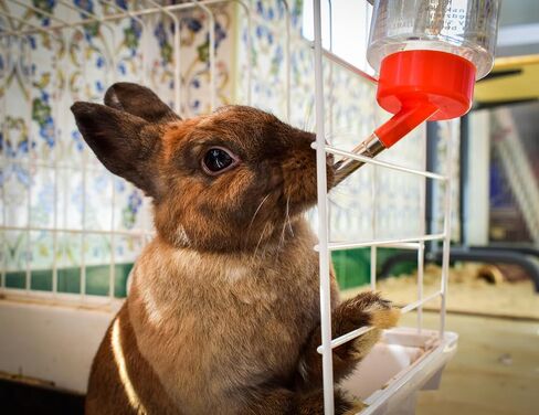 CLASSIC Crystal Deluxe 'Large' Small Animal Drinking Bottle – 20 oz | Non-Leak Water Bottle for Rabbits, Guinea Pigs, Chinchillas & Other Small Pets in Saudi Arabia