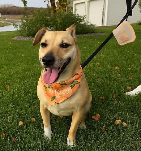 MODERN-X SnapPack Dog Treat Bag, 3-Pack Reusable Silicone Bags, Dog Treat Pouches, for Cats, Dish Washer Safe, Leakproof, Microwave & Freezer Safe, BPA-Free, Plastic Free Silicone, Multi-Color Trio in Kuwait