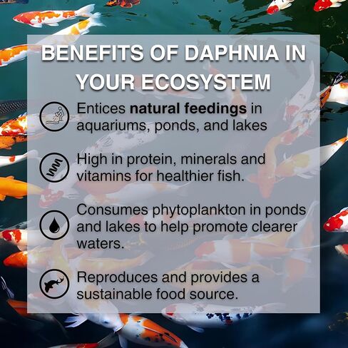 Hydralife Live Daphnia Fish Feed - High-Protein Food for Fish, Betta, Goldfish, and Aquatic Pets - Nutrient-Rich Feed for Aquariums, Ponds, and Lakes - 5 Count in Saudi Arabia