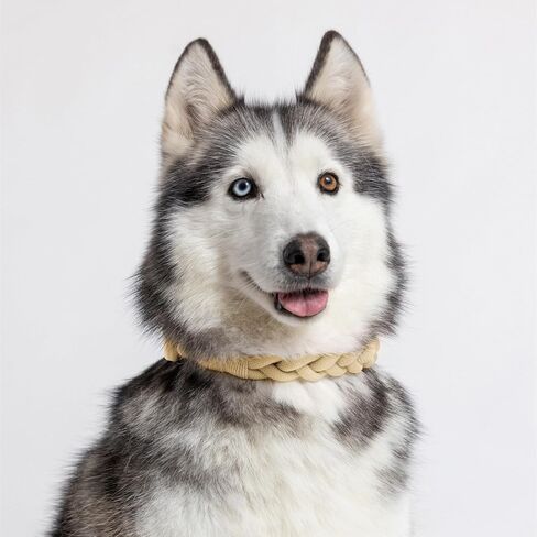 2025 New Edition, Fei & Eve Hand-Braided SP Cotton Collar | No-Pull Martingale Design | Gentle on Neck | Heavy-Duty Training No Buckle | Small (Champagne) in Saudi Arabia