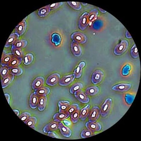 AmScope T690C-8M Digital Trinocular Compound Microscope, 40X-2500X Magnification, WH10x and WH25x Super-Widefield Eyepieces, Infinity Objectives, Brightfield, Kohler Condenser, Double-Layer Mechanical Stage, Includes 8MP Camera with Reduction Lens and Sof in Saudi Arabia