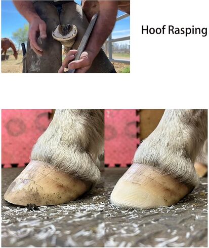8-Inch Hoof Rasp Set (4 Pack) – Portable Precision Files for Hoof Detailing in Saudi Arabia