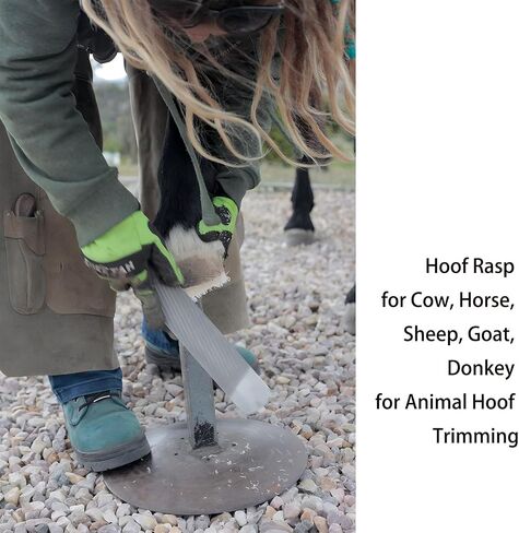 8-Inch Hoof Rasp Set (4 Pack) – Portable Precision Files for Hoof Detailing in Saudi Arabia