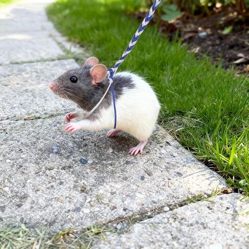 3 قطع من سرج مقود الهامستر القابل للتعديل لحيوان السنجاب الفأر النمس الصغير in Kuwait