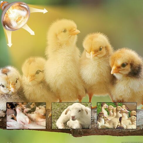 250 Watt Heat Lamp Bulbs for Chickens, PAR38 Clear Glass Brooder Heat Lamp, Infrared Reflector Heat Bulbs for Pets, Bathroom, Food, Light Therapy 2 Pack in Saudi Arabia