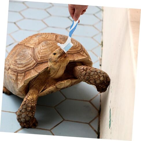 2pcs Double-Side Turtle Shell Cleaning Brush with Ergonomic Handle Bristles for Removing Dirt and Grime Portable Multi-use Turtle Care Tool for Shells and Conchs in Saudi Arabia