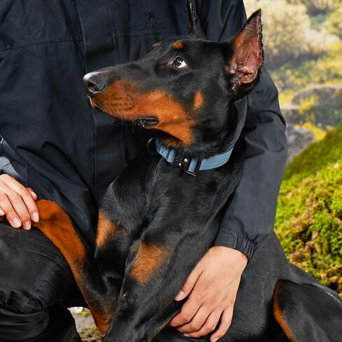 أطواق الكلاب PawsPassion للكلاب الكبيرة، طوق كلب تكتيكي شديد التحمل مع مشبك معدني، طوق متين للحيوانات الأليفة سريع الفك، طوق كلب مقوى بدون سحب من النايلون (Evergreen، L) in Saudi Arabia