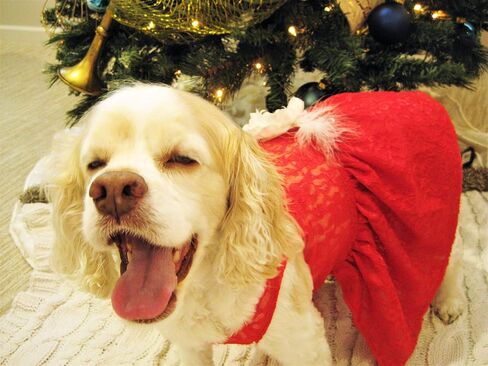 Christmas Dog Dress | Holiday Dog Dress | Red Lace | XS to XXXL (5XL) in Saudi Arabia