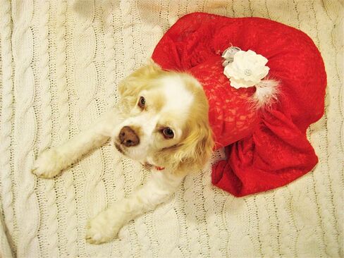 Christmas Dog Dress | Holiday Dog Dress | Red Lace | XS to XXXL (5XL) in Saudi Arabia