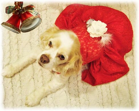 Christmas Dog Dress | Holiday Dog Dress | Red Lace | XS to XXXL (5XL) in Saudi Arabia