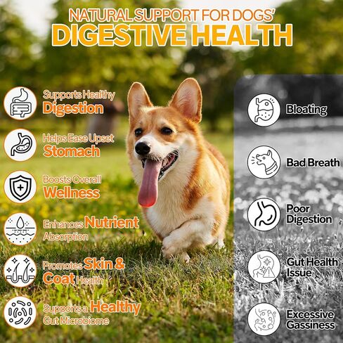 Probiotics for Dogs,6 Digestive Probiotics & 6 Enzymes for Gut Health,Digestion & Gut Support,Helps Diarrhea, Yeast Infection, Upset Stomach,Allergies & Immune System Support-150 Chews in Saudi Arabia