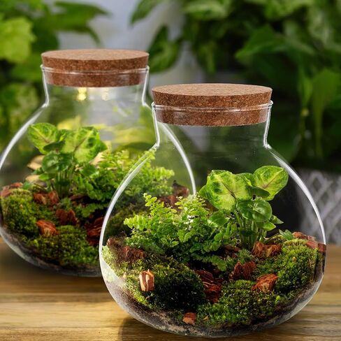 Milisten Glass Plant Terrarium, Cork Micro Landscape Terrarium, Glass Fish Bowl Vase Container, Plant Propagation Station for Fish Home Office Decor, 15x16cm in Saudi Arabia