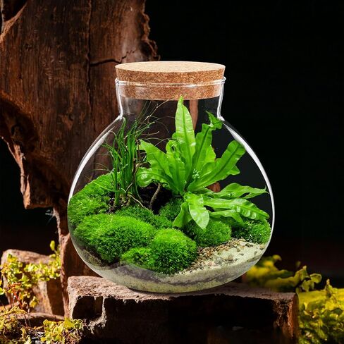 Milisten Glass Plant Terrarium, Cork Micro Landscape Terrarium, Glass Fish Bowl Vase Container, Plant Propagation Station for Fish Home Office Decor, 15x16cm in Saudi Arabia