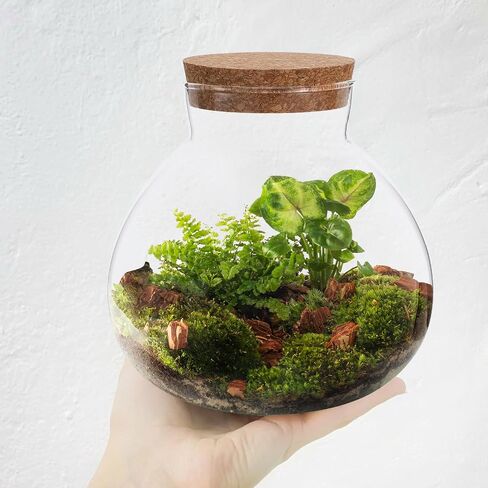 Milisten Glass Plant Terrarium, Cork Micro Landscape Terrarium, Glass Fish Bowl Vase Container, Plant Propagation Station for Fish Home Office Decor, 15x16cm in Saudi Arabia