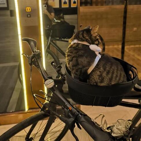 Dog Bike Carrier Seat for Small Dogs, Adjustable Bike Mount with Safety Tether for Dog Ride in Kuwait