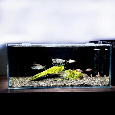 3.5 Gallon Fish Tank 30 * 30 * 15CM- Low Iron Glass Aquarium with Non-Slip Mat, Background Paper & Corner Protectors | Betta, Turtle, Shrimp Habitat Kit | Beginner Friendly Small Aquarium in Saudi Arabia