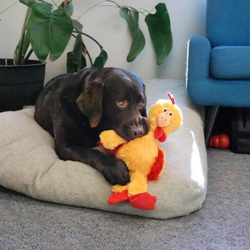 KONG Knots Chicken Dog Toy – Internal Knotted Rope & Dual Squeakers – Durable Plush with Minimal Stuffing, Indoor/Outdoor Chew & Tug Toy (Medium/Large) in Saudi Arabia