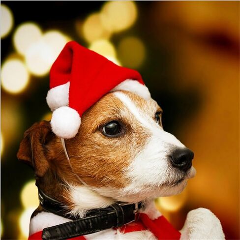 Pet Santa Hat - 5.5x7.8 Inch Red Christmas Hat with White Pom Pom for Small Dogs Cats in Saudi Arabia