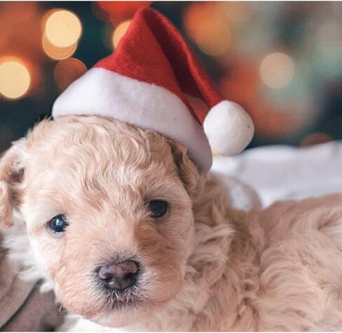 Pet Santa Hat - 5.5x7.8 Inch Red Christmas Hat with White Pom Pom for Small Dogs Cats in Saudi Arabia