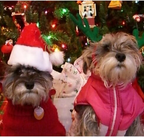 Pet Santa Hat - 5.5x7.8 Inch Red Christmas Hat with White Pom Pom for Small Dogs Cats in Saudi Arabia