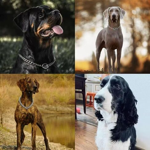 Chain Dog Collar, Limited Slip Chain Training Collar with Metal Safety Control for Small Medium Large Breed Dogs, Silver Size M in Saudi Arabia