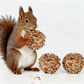 Squirrel Natural Chew & Play Accessory for Teeth Grinding in Saudi Arabia