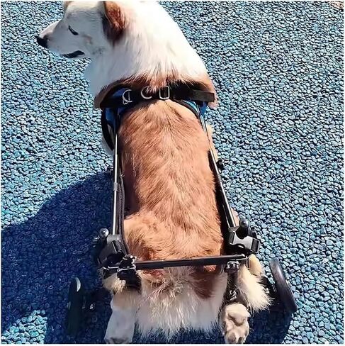 Dog Wheelchair Pet Rehabilitation Walking Aids, Rear Leg Wheelchairs Support, Adjustable Assist Carts with Wheels, Small Amputee Pets Walk Tools in Saudi Arabia