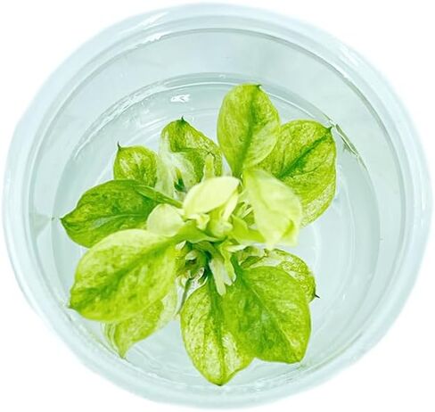 Anubias-Nana 'Marble Mini' Tissue Culture Cup – Rare Variegated Aquatic, Live Plant Aquariums Plant Freshwater Live Aquarium Plants Fish Tank Decoration Easy Care in Saudi Arabia