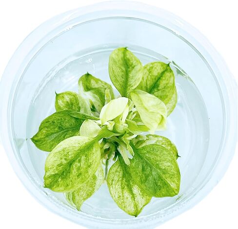 Anubias-Nana 'Marble Mini' Tissue Culture Cup – Rare Variegated Aquatic, Live Plant Aquariums Plant Freshwater Live Aquarium Plants Fish Tank Decoration Easy Care in Saudi Arabia
