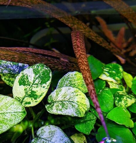 Anubias-Nana 'Marble Mini' Tissue Culture Cup – Rare Variegated Aquatic, Live Plant Aquariums Plant Freshwater Live Aquarium Plants Fish Tank Decoration Easy Care in Saudi Arabia