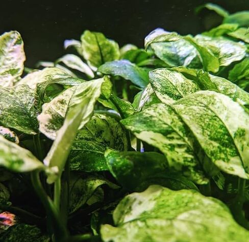 Anubias-Nana 'Marble Mini' Tissue Culture Cup – Rare Variegated Aquatic, Live Plant Aquariums Plant Freshwater Live Aquarium Plants Fish Tank Decoration Easy Care in Saudi Arabia