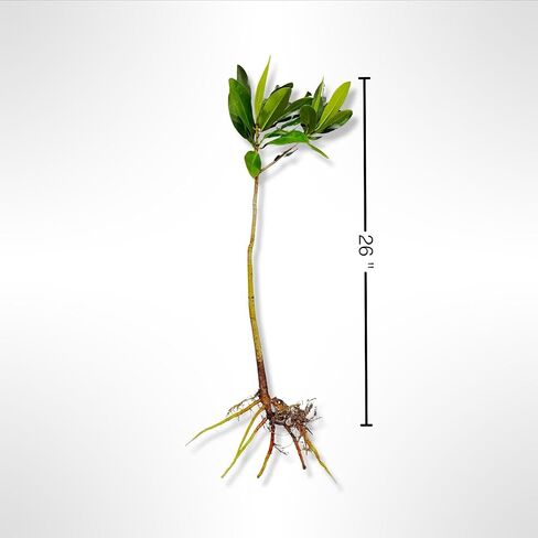 Generic AquaGardens | Red Mangrove - Live Plant (Small), Green in Kuwait