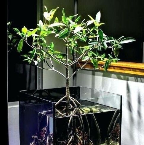 Generic AquaGardens | Red Mangrove - Live Plant (Small), Green in Kuwait