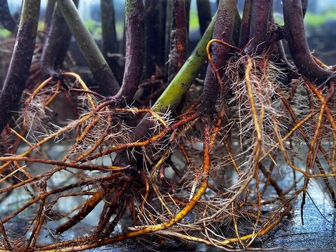 Generic AquaGardens | Red Mangrove - Live Plant (Small), Green in Kuwait