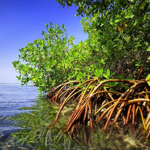 Generic AquaGardens | Red Mangrove - Live Plant (Small), Green in Kuwait