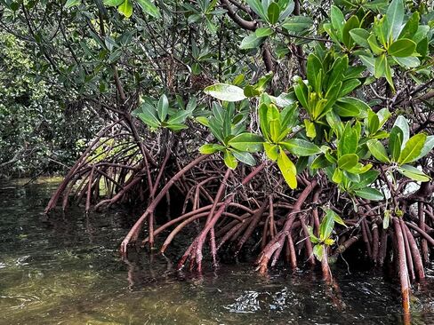 Generic AquaGardens | Red Mangrove - Live Plant (Small), Green in Kuwait
