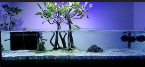 Generic AquaGardens | Red Mangrove - Live Plant (Small), Green in Kuwait