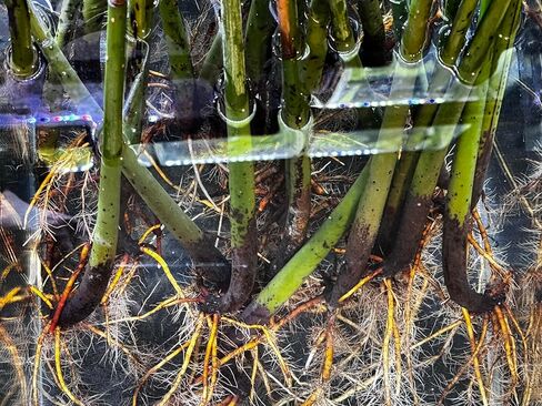 Generic AquaGardens | Red Mangrove - Live Plant (Small), Green in Kuwait