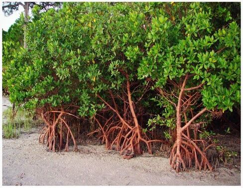 Generic AquaGardens | Red Mangrove - Live Plant (Small), Green in Kuwait