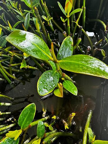 Generic AquaGardens | Red Mangrove - Live Plant (Small), Green in Kuwait