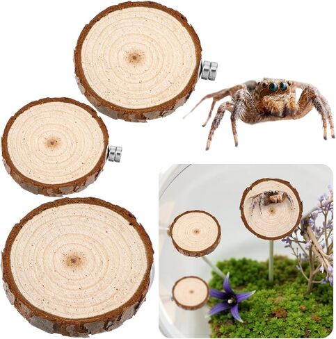 3pack Jumping Spider Enclosure Ledgess, Round Jumping Spider Enclosure Ledgess Ladder Jumpinng Spiders Accessories Habitat Decor for Small Light Critters in Saudi Arabia