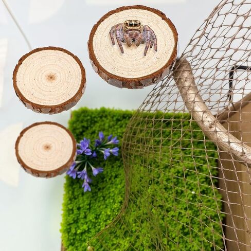 3pack Jumping Spider Enclosure Ledgess, Round Jumping Spider Enclosure Ledgess Ladder Jumpinng Spiders Accessories Habitat Decor for Small Light Critters in Saudi Arabia
