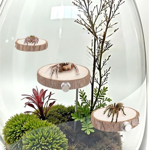 3pack Jumping Spider Enclosure Ledgess, Round Jumping Spider Enclosure Ledgess Ladder Jumpinng Spiders Accessories Habitat Decor for Small Light Critters in Saudi Arabia