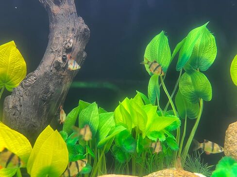 BEGONDIS Artificial Aquarium Plants, 15-Piece Plastic Decorative Set, Lifelike Underwater Garden (Green) in Kuwait