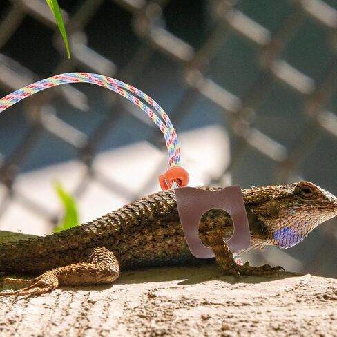 GALPADA Adjustable Lizard Leash Lightweight Breathable Strap for Small Reptiles Like Bearded Dragons and Geckos Outdoor Traction Belt Portable Crawl Pet Harness in Saudi Arabia